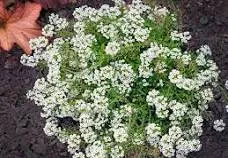 Alyssum