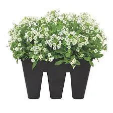 Alyssum