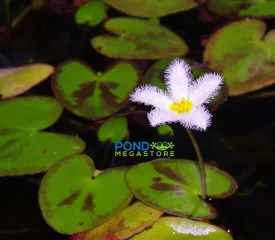 Montana Butterfly <br>  Variegated Water Snowflake (Nymphoides)